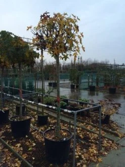 Amberboom (Liquidambar 'Gum Ball') -Groene Wereld liquidambar gum ball 1618