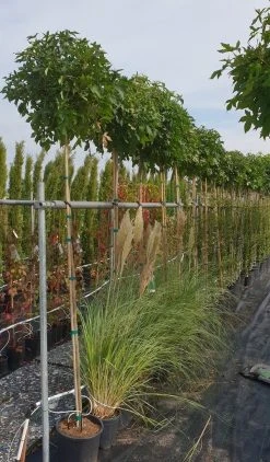 Amberboom (Liquidambar 'Gum Ball') -Groene Wereld liquidambar gum ball 2