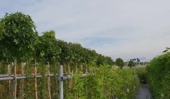 Amberboom (Liquidambar 'Gum Ball') -Groene Wereld liquidambar gum ball 3