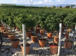 Amberboom Op Stam (Liquidambar 'Gum Ball') -Groene Wereld liquidambar gum ball 50cm stam