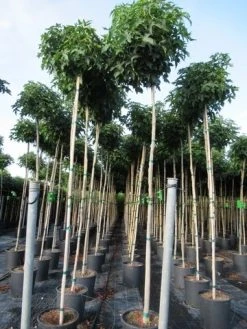 Amberboom (Liquidambar 'Gum Ball') -Groene Wereld liquidambar gum ball 6 8 2