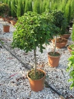Amberboom Op Stam (Liquidambar 'Gum Ball') -Groene Wereld liquidambar gum ball 80 cm stam