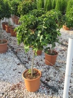 Amberboom Op Stam (Liquidambar 'Gum Ball') -Groene Wereld liquidambar gum ball 80 cm stam 2