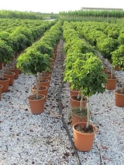 Amberboom Op Stam (Liquidambar 'Gum Ball') -Groene Wereld liquidambar gum ball 80 cm stam 3