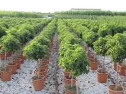 Amberboom Op Stam (Liquidambar 'Gum Ball') -Groene Wereld liquidambar gum ball 80 cm stam 4