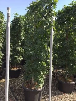 Amberboom Als Leivorm (Liquidambar Styraciflua) -Groene Wereld liquidambar lage leivorm c60 1