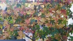 Amberboom Als Leivorm (Liquidambar Styraciflua) -Groene Wereld liquidambar leiboom 1 1