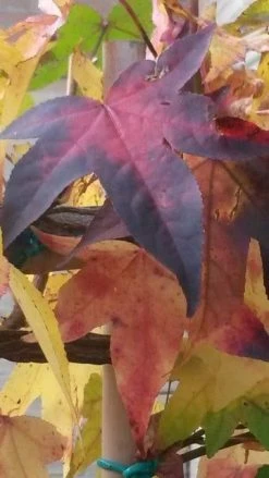 Amberboom Als Leivorm (Liquidambar Styraciflua) -Groene Wereld liquidambar leiboom 2 2