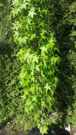 Amberboom (Liquidambar Styraciflua 'Slender Silhouette') 9 Amberboom (Liquidambar Styraciflua 'Slender Silhouette') -Groene Wereld liquidambar slender silhouette 1 1