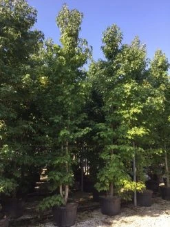 Meerstammige Amberboom (Liquidambar Styraciflua) -Groene Wereld liquidambar styracifla 500550 1