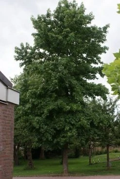 Amberboom (Liquidambar Styraciflua) -Groene Wereld liquidambar styraciflua