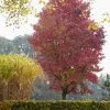 Amberboom (Liquidambar Styraciflua 'Worplesdon') -Groene Wereld liquidambar styraciflua01