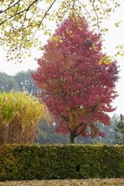 Amberboom (Liquidambar Styraciflua) -Groene Wereld liquidambar styraciflua01 1