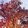 Amberboom (Liquidambar Styraciflua) -Groene Wereld liquidambar styraciflua03 1