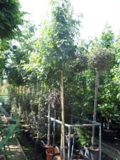 Amberboom (Liquidambar Styraciflua) -Groene Wereld liquidambar styraciflua 10 12ho cont