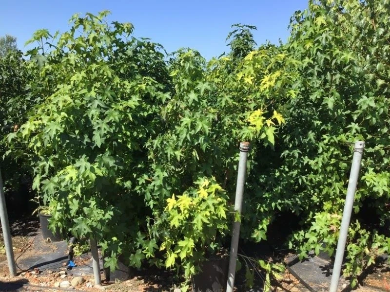 Meerstammige Amberboom (Liquidambar Styraciflua) 17 Meerstammige Amberboom (Liquidambar Styraciflua) - Afbeelding 15