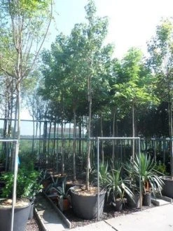 Amberboom (Liquidambar Styraciflua) -Groene Wereld liquidambar styraciflua 16 18ho cont