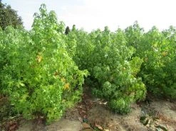 Amberboom Als Struik (Liquidambar Styraciflua) -Groene Wereld liquidambar styraciflua 17 200