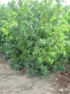 Amberboom Als Struik (Liquidambar Styraciflua) -Groene Wereld liquidambar styraciflua 175 200