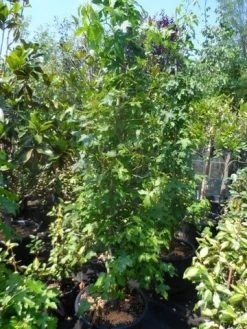 Amberboom Als Struik (Liquidambar Styraciflua) -Groene Wereld liquidambar styraciflua 175 200 250 geveerd