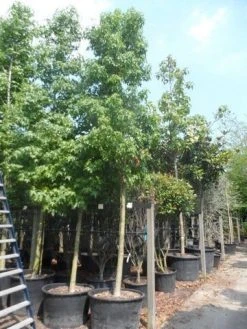Amberboom (Liquidambar Styraciflua) -Groene Wereld liquidambar styraciflua 25 30ho cont