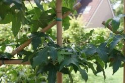 Amberboom Als Leivorm (Liquidambar Styraciflua) -Groene Wereld liquidambar styraciflua 2 1