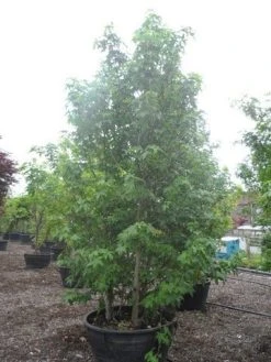 Amberboom Als Struik (Liquidambar Styraciflua) -Groene Wereld liquidambar styraciflua 350 400 500 c500 meerstammig