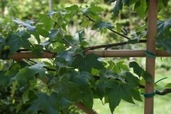 Amberboom Als Leivorm (Liquidambar Styraciflua) -Groene Wereld liquidambar styraciflua 3 1