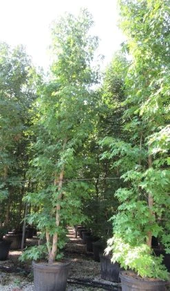 Meerstammige Amberboom (Liquidambar Styraciflua) 24 Meerstammige Amberboom (Liquidambar Styraciflua) -Groene Wereld liquidambar styraciflua 500 550 meerstammig 2 2