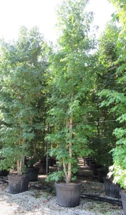 Meerstammige Amberboom (Liquidambar Styraciflua) 22 Meerstammige Amberboom (Liquidambar Styraciflua) -Groene Wereld liquidambar styraciflua 500 550 meerstammig 4 1