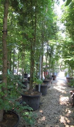 Meerstammige Amberboom (Liquidambar Styraciflua) 20 Meerstammige Amberboom (Liquidambar Styraciflua) -Groene Wereld liquidambar styraciflua 500 550 meerstammig 6 1