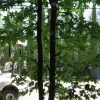 Meerstammige Amberboom (Liquidambar Styraciflua) -Groene Wereld liquidambar styraciflua 500 550 meerstammig 7 1