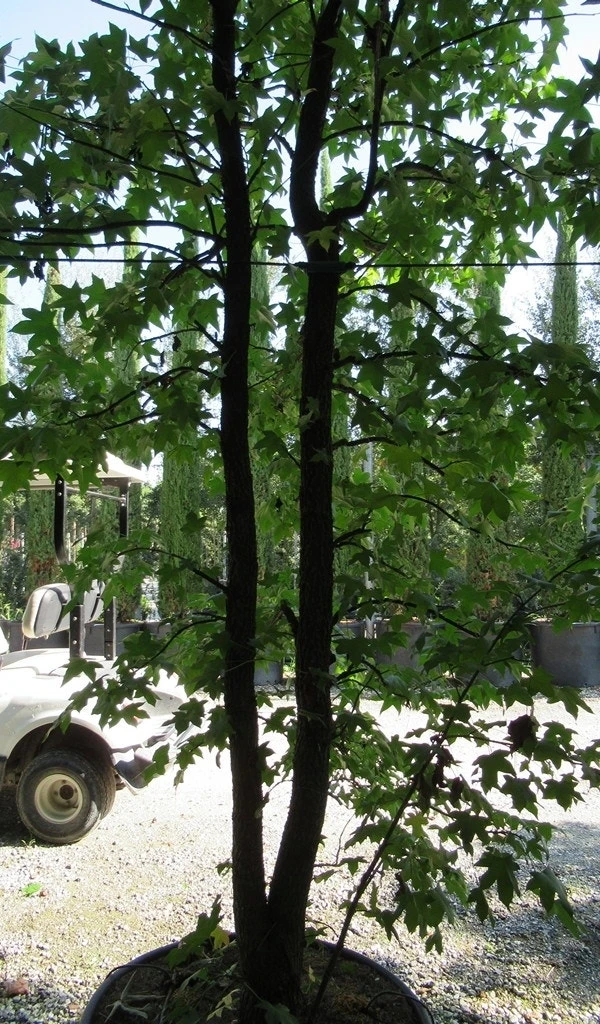 Meerstammige Amberboom (Liquidambar Styraciflua) 3 Meerstammige Amberboom (Liquidambar Styraciflua)