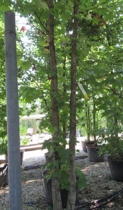 Groene Wereld -Groene Wereld liquidambar styraciflua 500 550 meerstammig 8 1