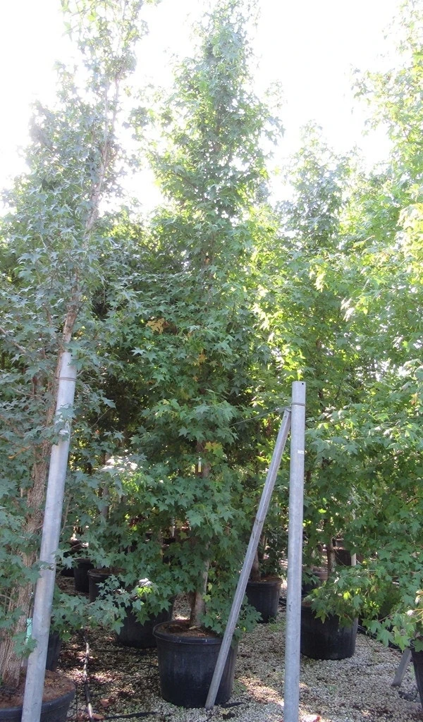 Meerstammige Amberboom (Liquidambar Styraciflua) 5 Meerstammige Amberboom (Liquidambar Styraciflua) - Afbeelding 3