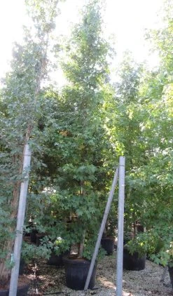 Meerstammige Amberboom (Liquidambar Styraciflua) 19 Meerstammige Amberboom (Liquidambar Styraciflua) -Groene Wereld liquidambar styraciflua 500 550 meerstammig 9 2