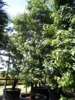 Amberboom Als Struik (Liquidambar Styraciflua) -Groene Wereld liquidambar styraciflua 500 600 700 c350 meerstammig