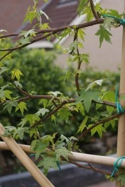 Amberboom Als Leiboom (Liquidambar Styraciflua) -Groene Wereld liquidambar styraciflua 5