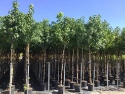 Amberboom (Liquidambar Styraciflua) -Groene Wereld liquidambar styraciflua 6 8