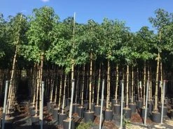 Amberboom (Liquidambar Styraciflua) -Groene Wereld liquidambar styraciflua 6 8cm