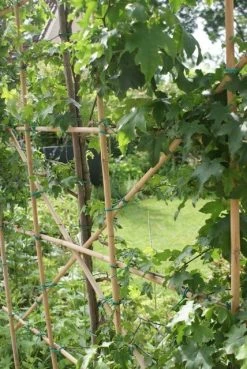 Amberboom Als Leiboom (Liquidambar Styraciflua) -Groene Wereld liquidambar styraciflua 6