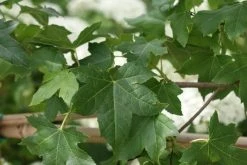 Amberboom Als Leivorm (Liquidambar Styraciflua) -Groene Wereld liquidambar styraciflua 7 2