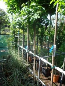 Amberboom Op Stam (Liquidambar 'Gum Ball') -Groene Wereld liquidambar styraciflua gum ball 150stam c10