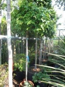 Amberboom Op Stam (Liquidambar 'Gum Ball') -Groene Wereld liquidambar styraciflua gum ball 150stam c40