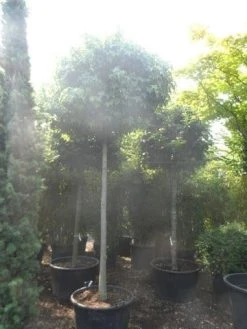 Amberboom (Liquidambar 'Gum Ball') -Groene Wereld liquidambar styraciflua gum ball 20 25ho c160
