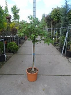 Amberboom Op Stam (Liquidambar 'Gum Ball') -Groene Wereld liquidambar styraciflua gum ball halfstam c25