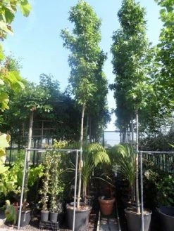 Amberboom (Liquidambar Styraciflua 'Slender Silhouette') 11 Amberboom (Liquidambar Styraciflua 'Slender Silhouette') -Groene Wereld liquidambar styraciflua slender silhouette 12 14 16ho cont 1