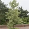 Amberboom (Liquidambar Styraciflua 'Variegata') -Groene Wereld liquidambar styraciflua variegata01