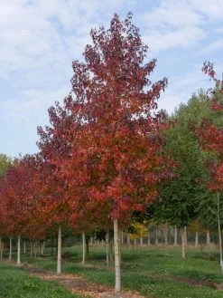 Grote Amberboom (Liquidambar Styraciflua 'Worplesdon') -Groene Wereld liquidambar styraciflua worplesdon 35 40