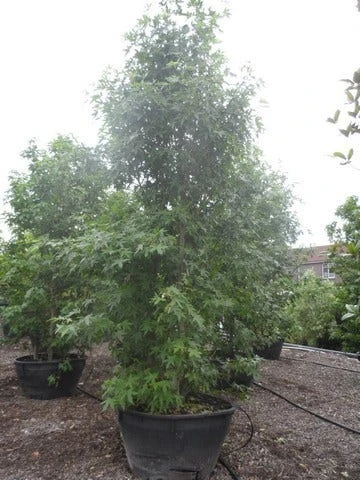 Amberboom Als Struik (Liquidambar Styraciflua 'Worplesdon') 7 Amberboom Als Struik (Liquidambar Styraciflua 'Worplesdon') - Afbeelding 5